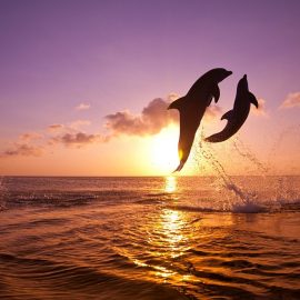2 HOURS PRIVATE DOLPHIN AND SNORKELING TOURS TO – 6 PEOPLE