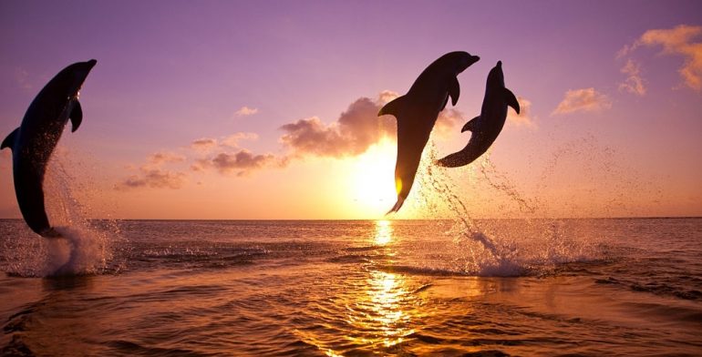 panama city beach dolphins