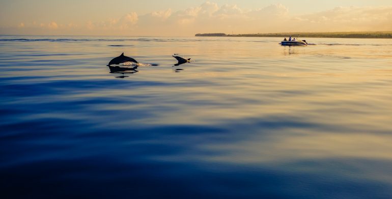 2 HOURS PRIVATE DOLPHIN AND SNORKELING TOUR UP TO – 13 PEOPLE