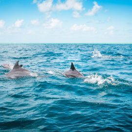 SPLIT CHARTERS DOLPHIN AND SNORKELING 2 HOURS – 13 PEOPLE