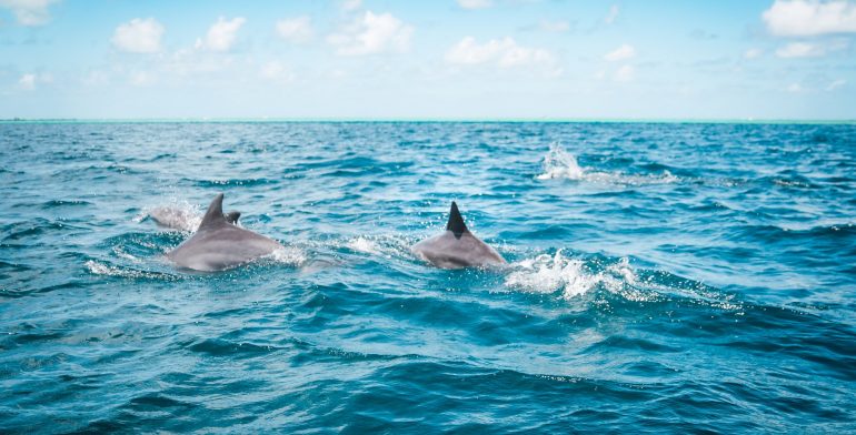 SPLIT CHARTERS DOLPHIN AND SNORKELING 2 HOURS – 13 PEOPLE