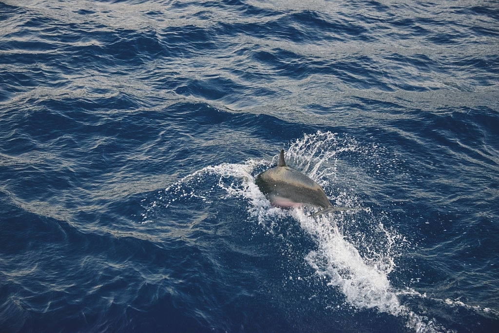 Rosemary Beach Dolphin Tours