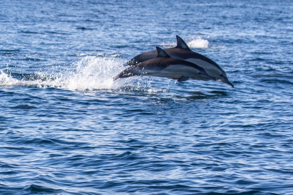 Upper Grand Lagoon Dolphin Tours