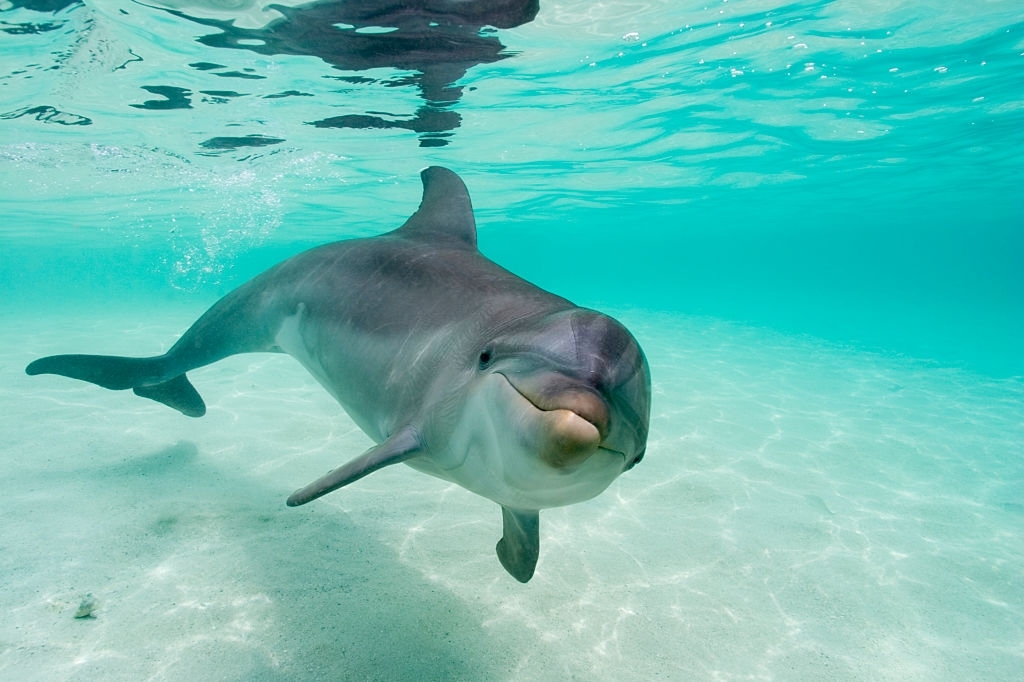 Gulf Lagoon Beach Dolphin Tours