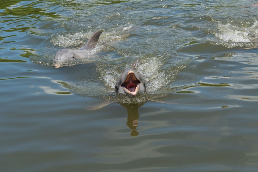 Dolphin Boat Ramp Dolphin Tours