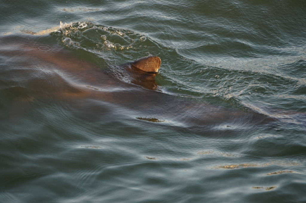 Lower Grand Lagoon Dolphin Tours