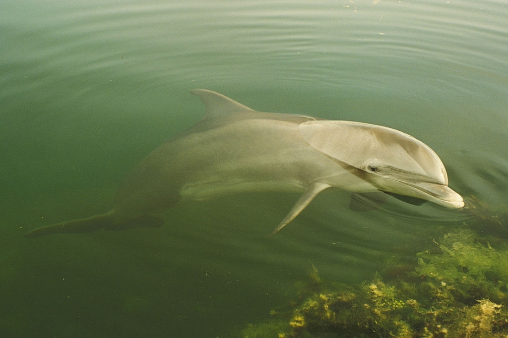 Upper Grand Lagoon Dolphin Tours