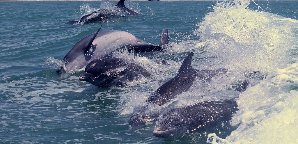 Gulf Lagoon Beach Dolphin Tours