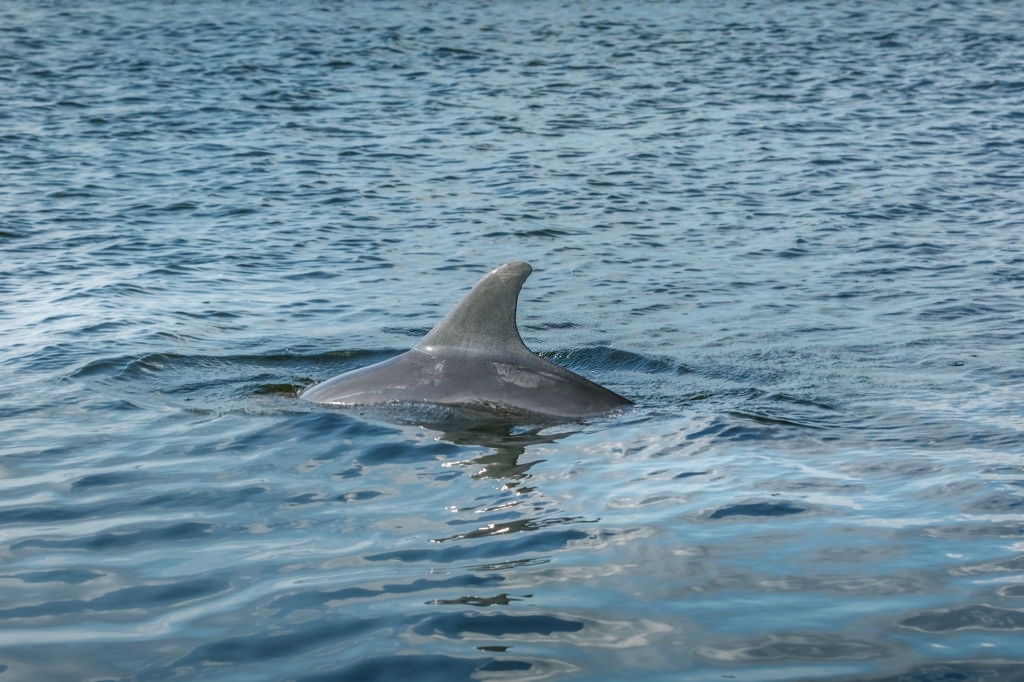 Shell Island Dolphin Tours