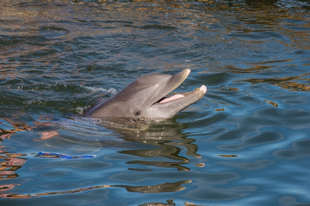 Carl Grey Park Dolphin Tours