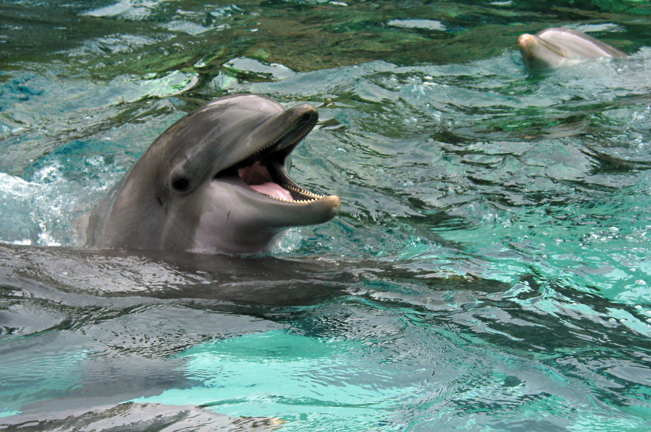 Pirates Cove Marina Dolphin Tours