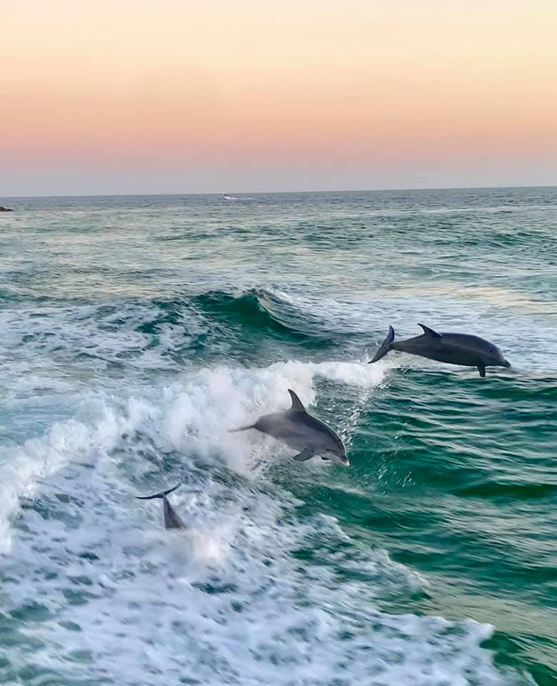 Lower Grand Lagoon Dolphin Tours