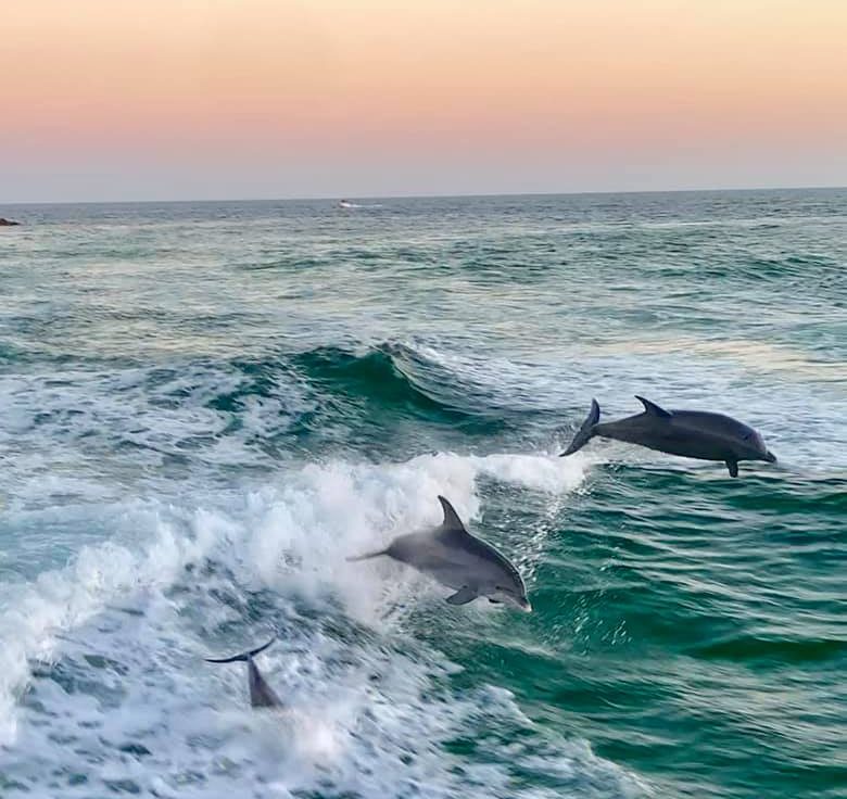 Rosemary Beach Dolphin Tours