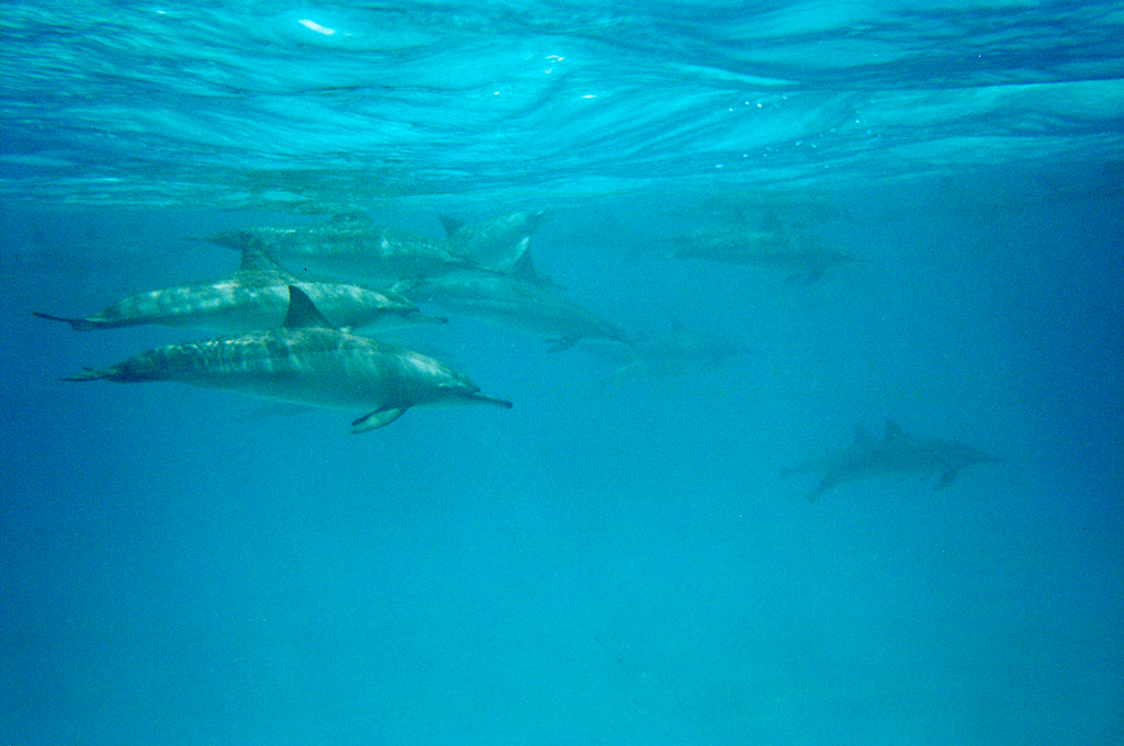 St Andrews Marina Dolphin Tours