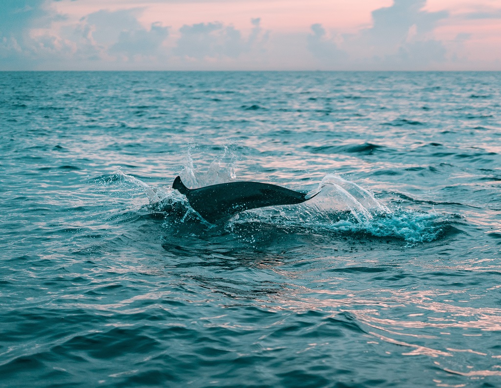 Treasure Island Marina Dolphin Tours