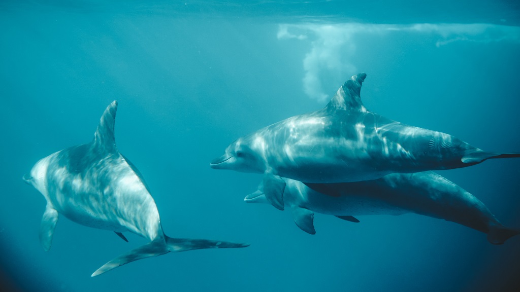 Upper Grand Lagoon Dolphin Tours