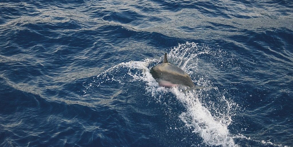 Gabby's Panama City Beach Dolphin Tours