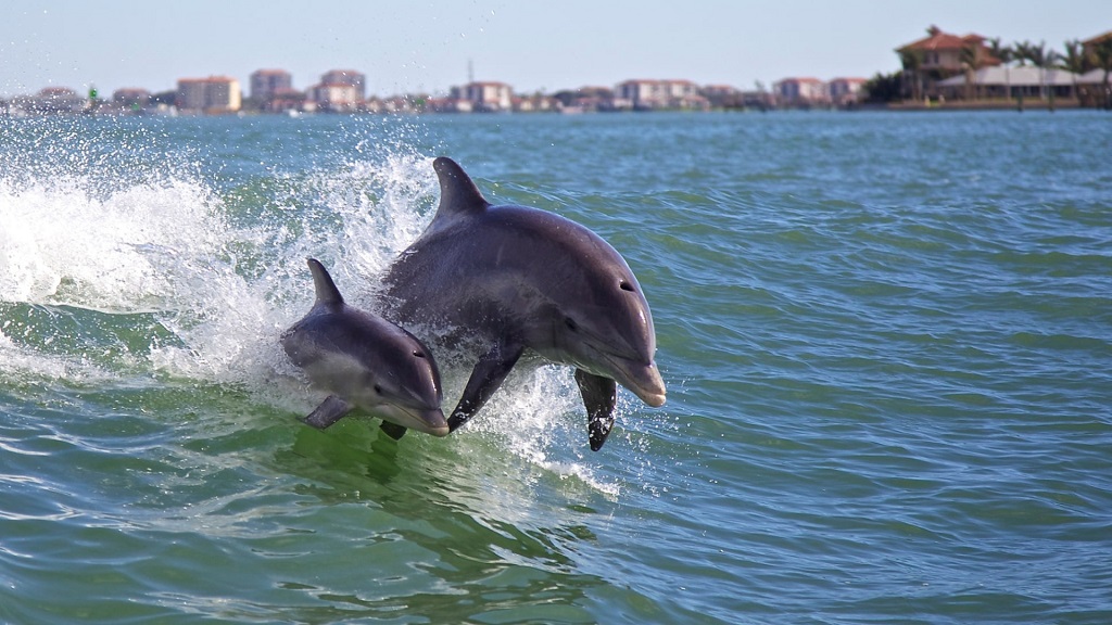 Gabby's Panama City Beach Dolphin Tours