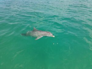 Split Charters Dolphin and Snorkeling Tours